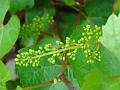 2010-0606-1340_Grapes_20,4C